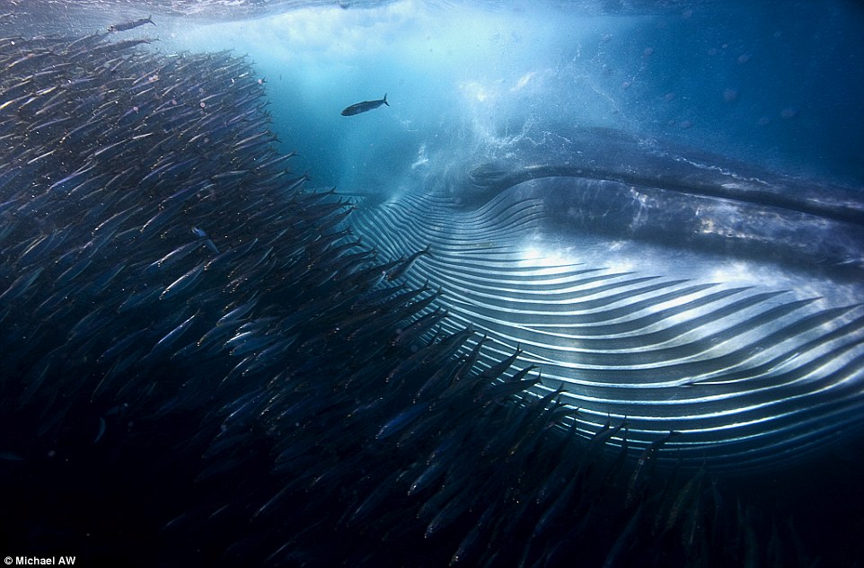 A whale of a mouthful by Michael AW (Australia).