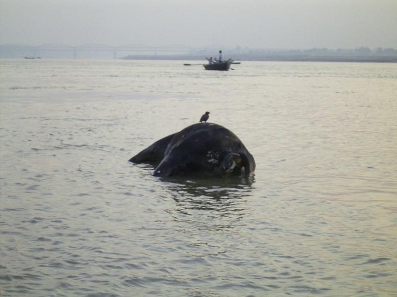 Animal corpses in ganges