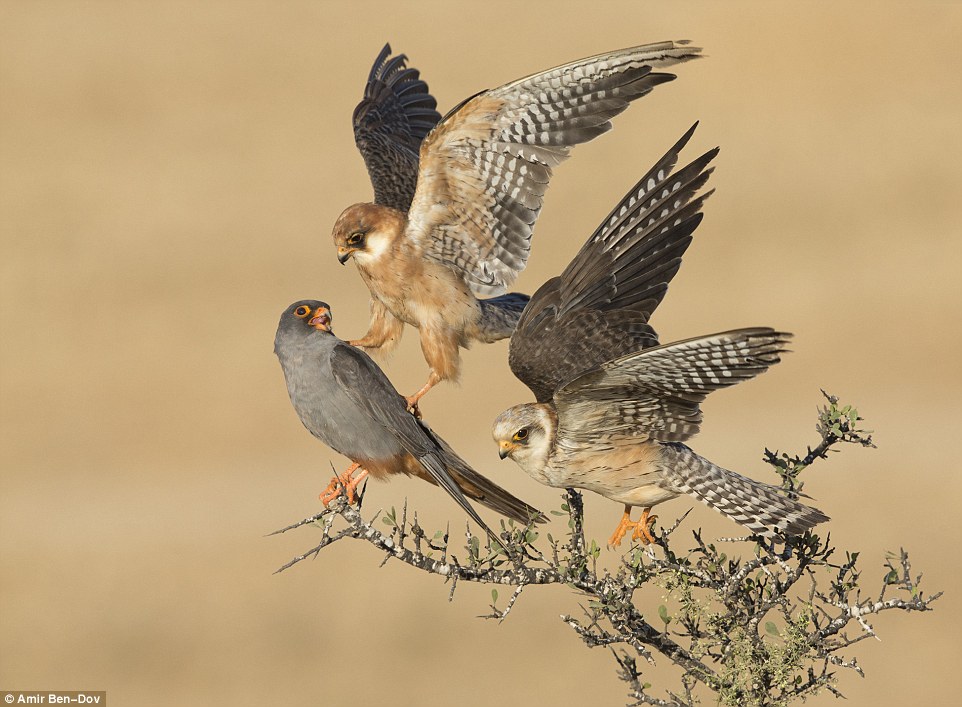 Birds winner The company of three by Amir Ben-Dov (Israel).