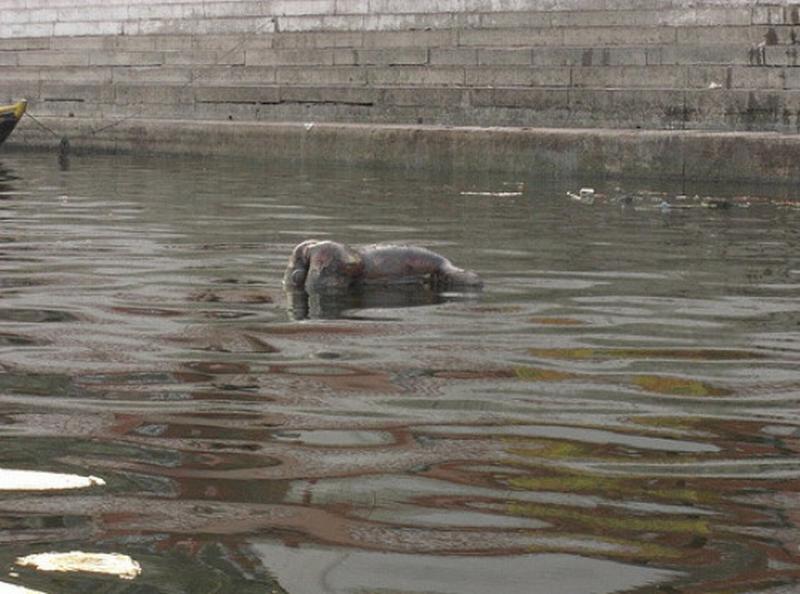 Condition-of-ganges.jpg