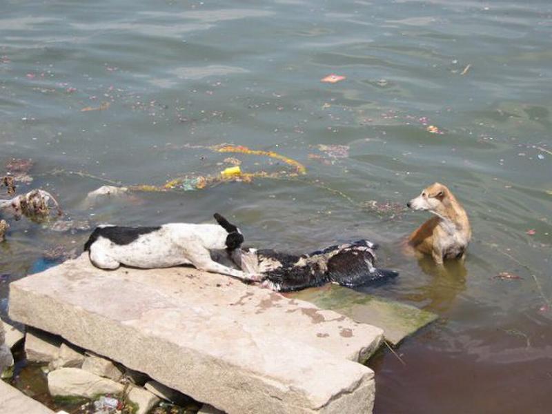 Dog at ganges banks