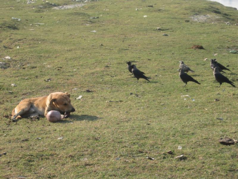 Dog. Crows. Fighting for a child’s head as food. Dog victorious.