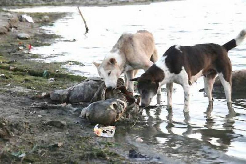 Dogs eat man in India