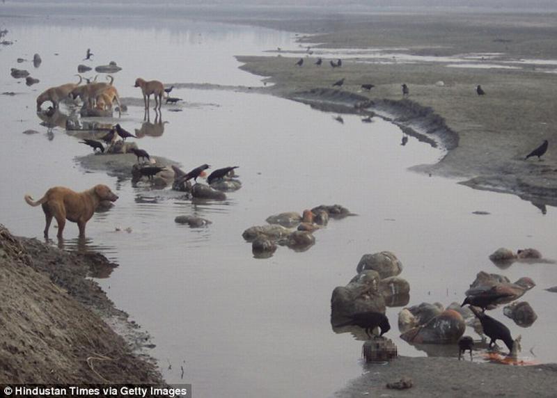 Dogs eatin corpses at ganges