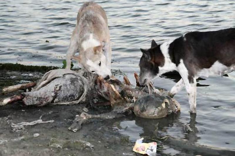 Dogs eating corpses near ganges