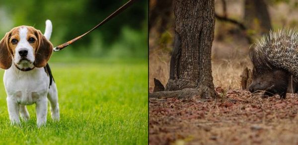 [NSFL] Why Not To Let Your Dog Mess with Porcupines, Ever?