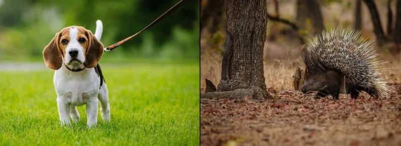 2 dogs 'quilled' by porcupine at off-leash area in Draper