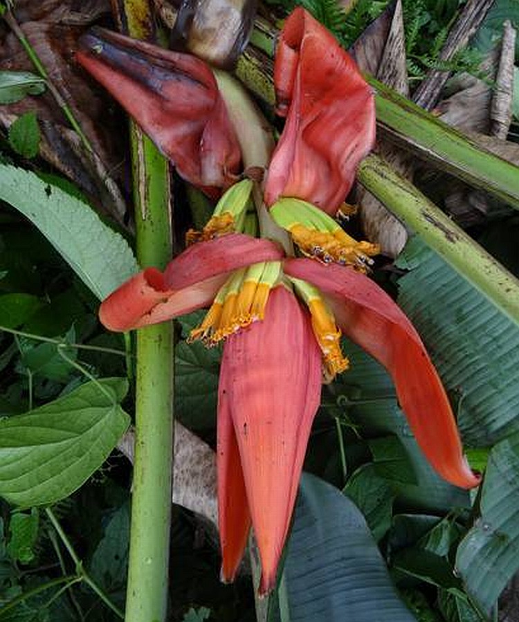 Eastern Himalayas bananas