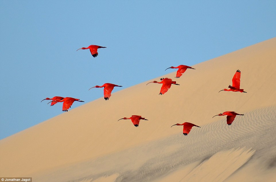 Flight of the scarlet ibis by Jonathan Jagot (France)