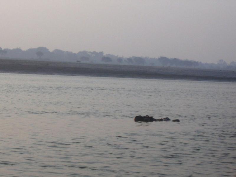 Floating corpses in ganges