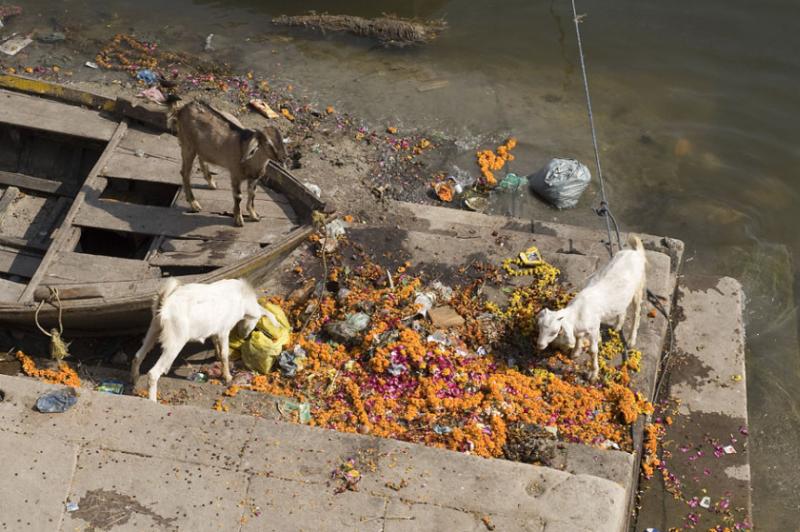 Ganges River scenery