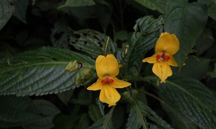 Impatiens lohitensis