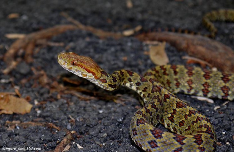 Lance-headed pitviper