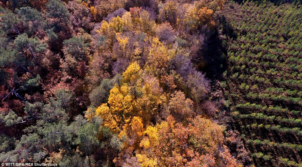 Lithuania autmun drone footage 20