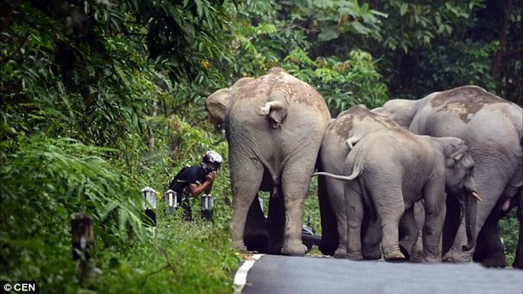 angry elephant attack 2