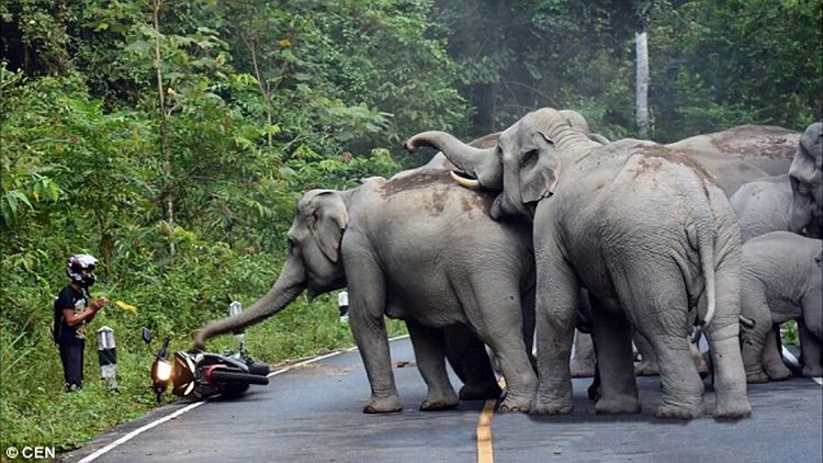 angry elephant attack