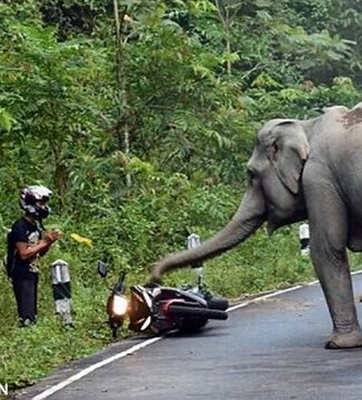 angry elephant attack