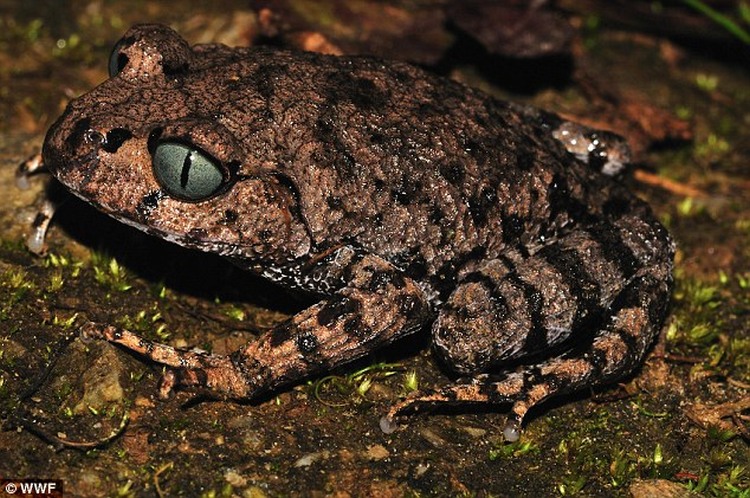 blue eyed frog