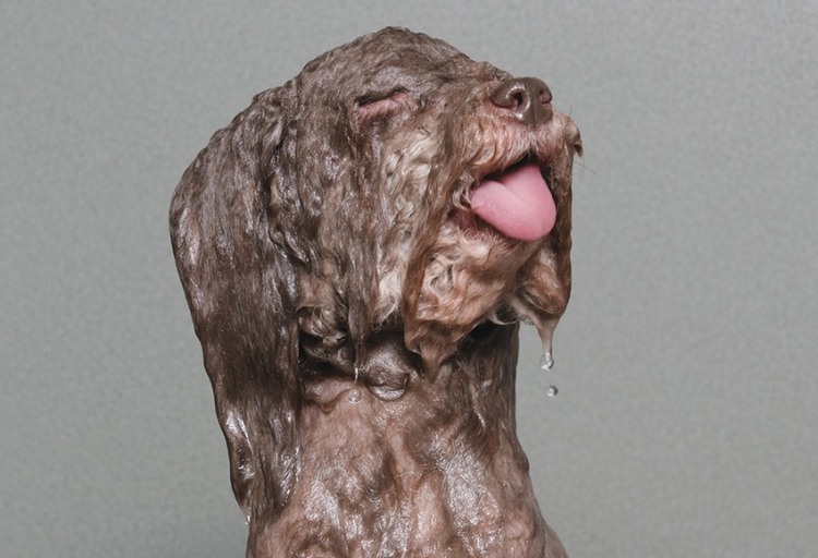 britny wet dog