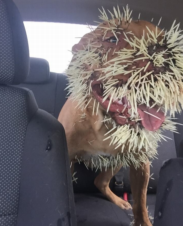 Confrontational cases of dogs vs. porcupines are nothing new