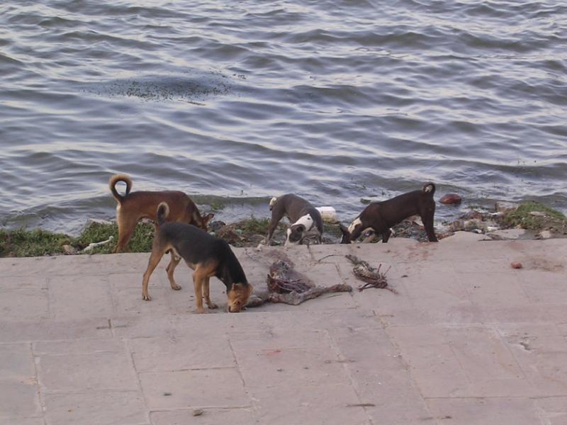 dogs freely tearing their food off a rotting corpse