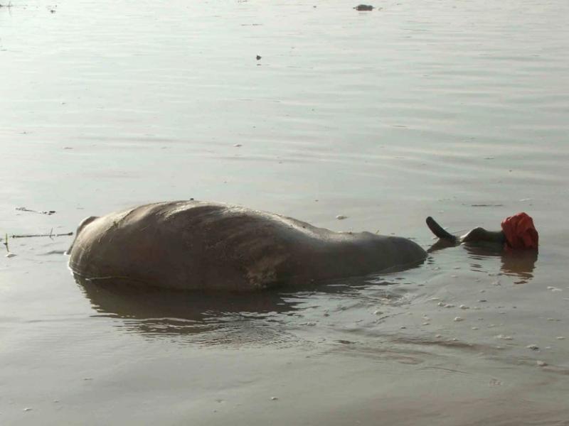 holy cow in ganges