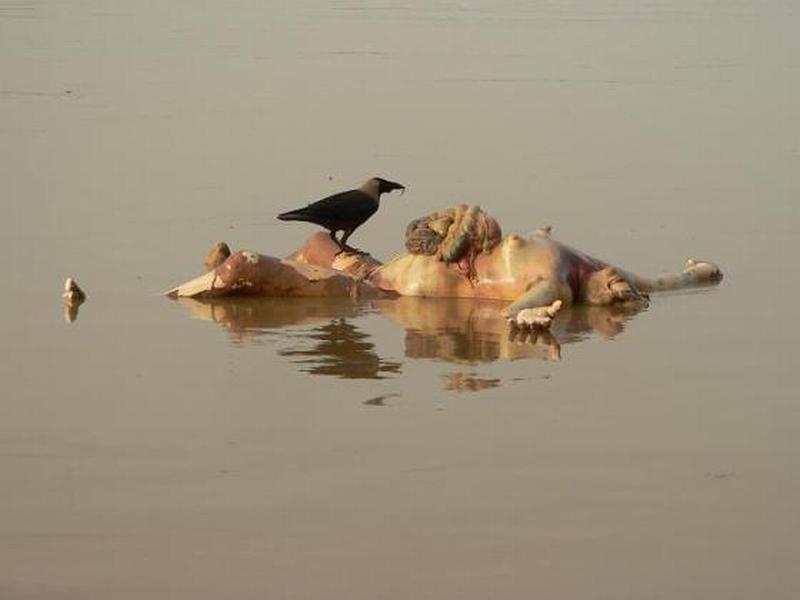 human-body-in-ganges-varanasi.jpg