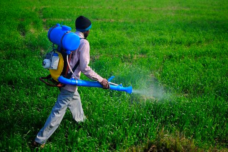 pesticide in Indian food items