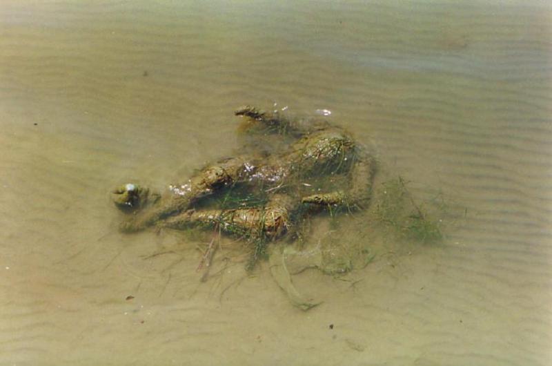 rotting corpses in ganges