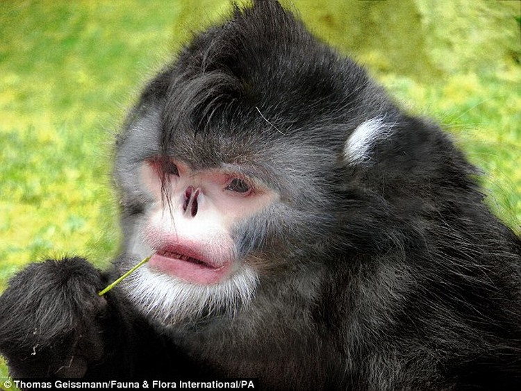 sneezing monkey in myanmar