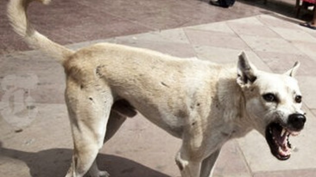 In A Horrifying Incident Stray Dogs Eat Up Accident Victim In India Planet Custodian horrifying incident stray dogs eat