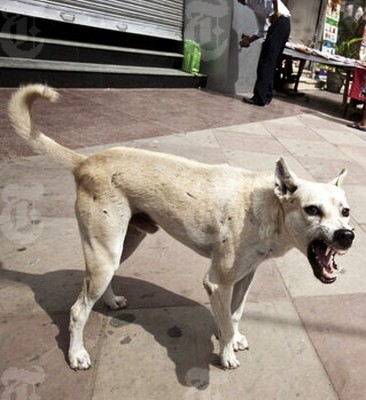 stray dog eats indian man