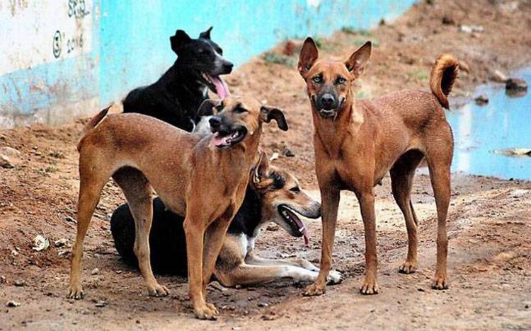 stray dog eats man in punjab