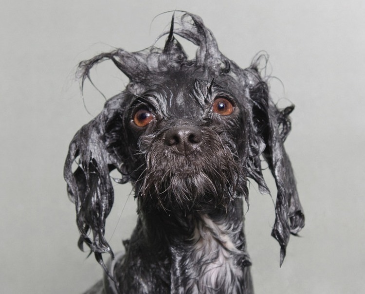 wet dog Coco