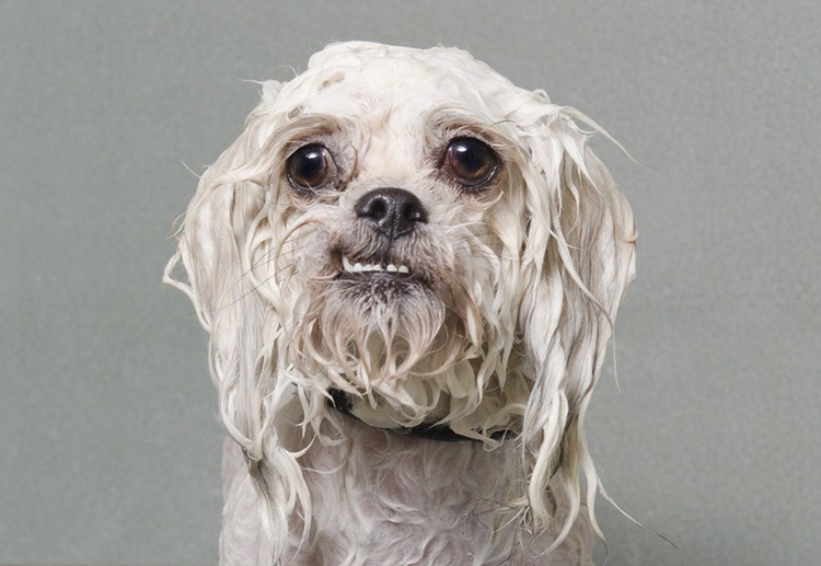 wet dog chickey baby