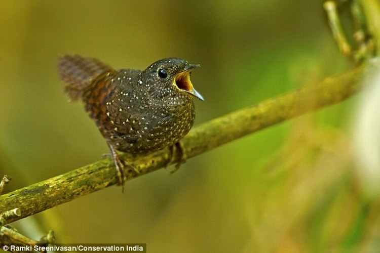 wren babbler