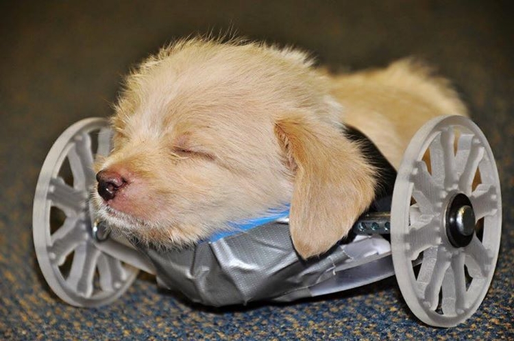 3D printed wheelchair for two-legged puppy