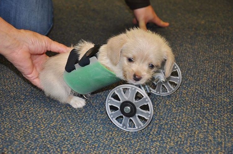 3d printed dog wheelchair