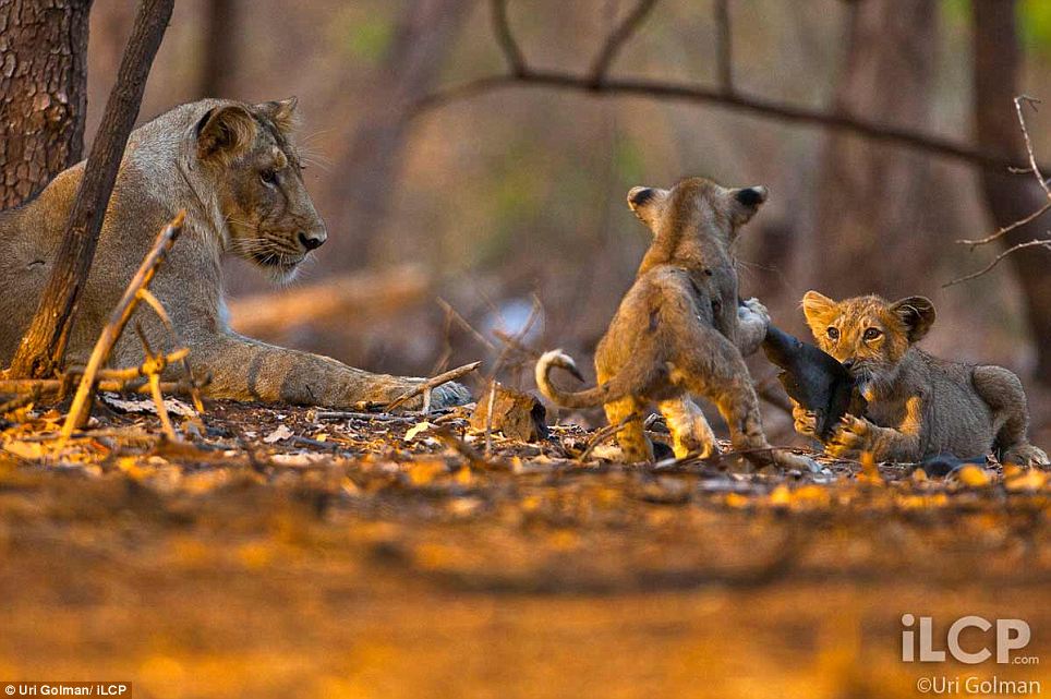 Asiatic Lion in gir forest