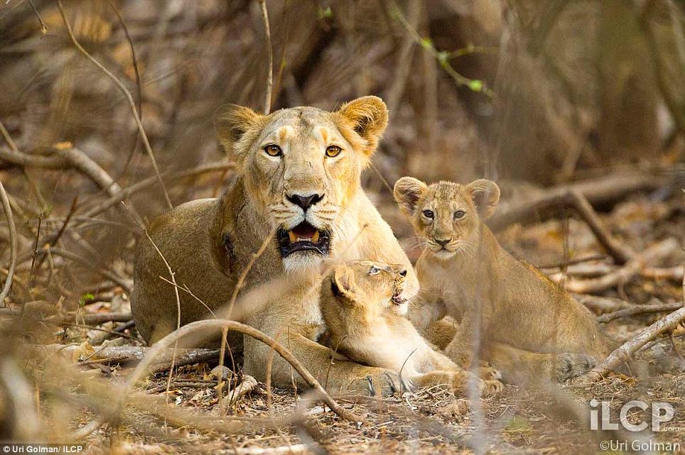 Asiatic Lion pictures by Uri Golman 2