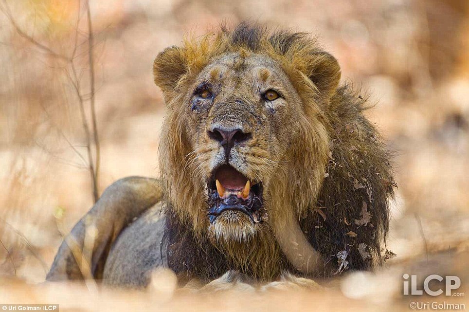 Asiatic Lion pictures by Uri Golman  3