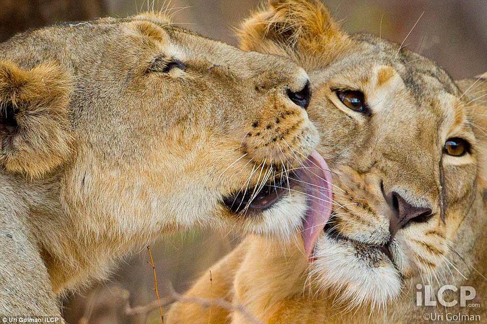 Asiatic Lion pictures by Uri Golman  5