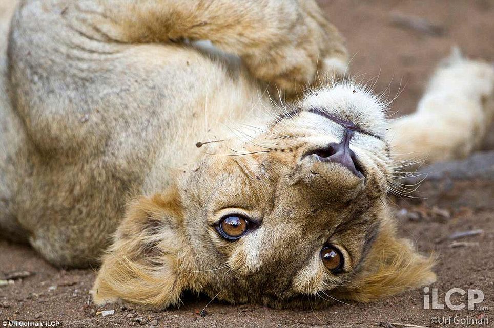 Asiatic Lion pictures by Uri Golman  6