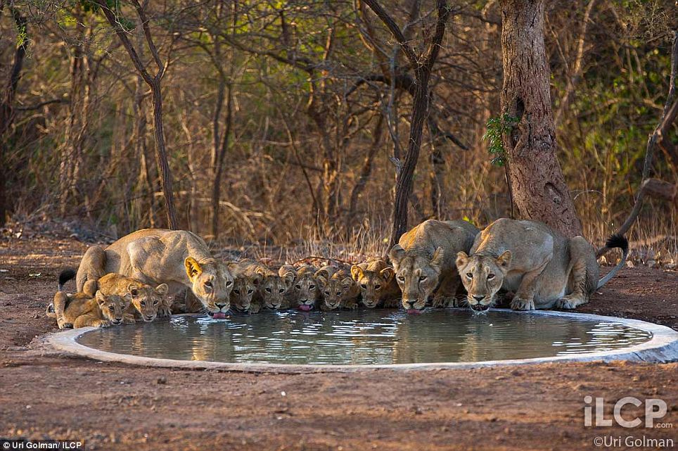 Asiatic Lion pictures by Uri Golman  7