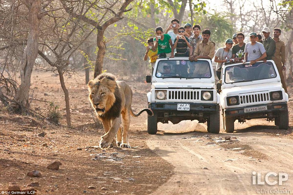 Asiatic Lion pictures by Uri Golman  9