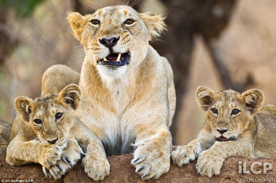 Asiatic Lion pictures by Uri Golman