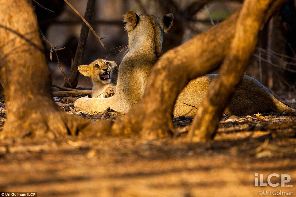 Asiatic Lion pictures in gir forest, gujrat