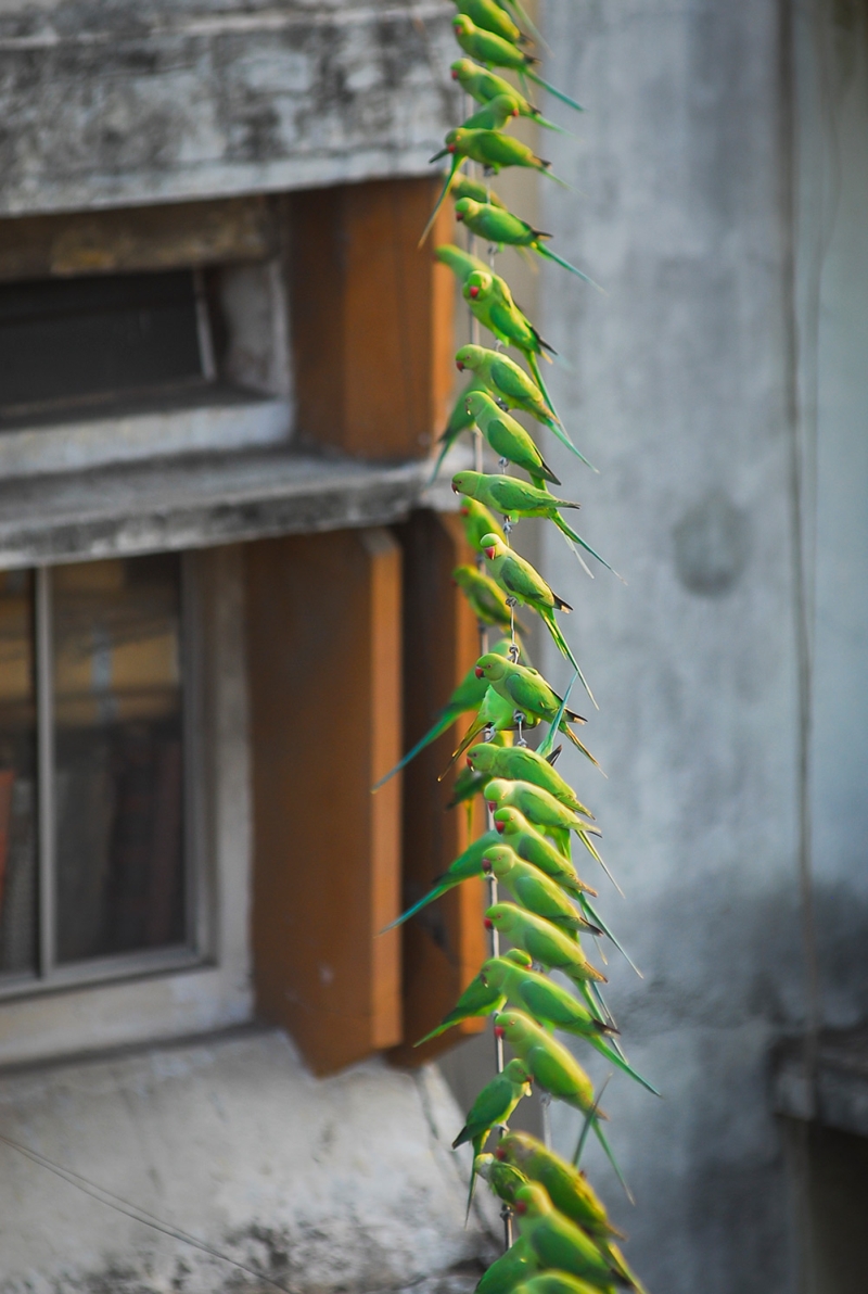 Birdman of chennai Sekar 4