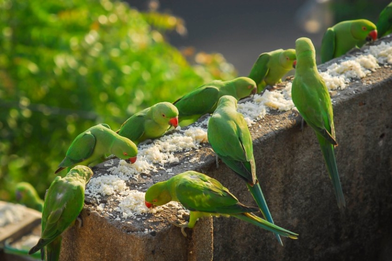 Birdman of chennai Sekar 8