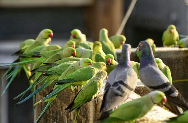 Birdman of chennai Sekar14